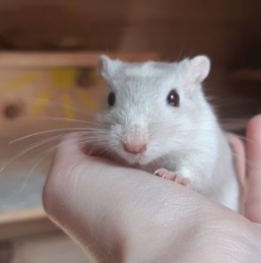 Preview Tumore bei Rennmäusen