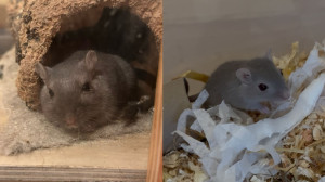 Preview Marti & Tofu
