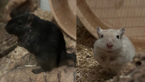 Preview Speedy & Gonzales