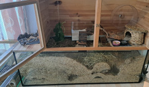 Preview Rennmäuse artgerecht halten