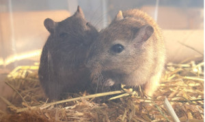 Preview Mickey Mouse & Tommy