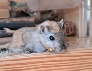 Preview Rennmäuse aus der Auffangstation