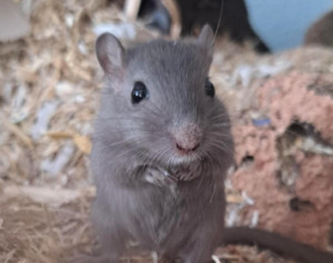 Preview Rotes Sekret an Nase oder Augen der Rennmaus