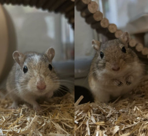 Preview Emmi & Nemmi
