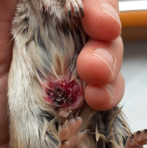 Preview Duftdrüsen Tumor bei der Rennmaus